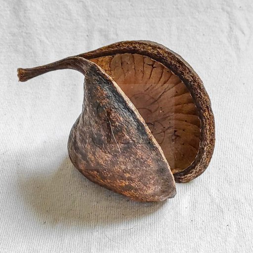 Buddha dió - Pterygota alata
