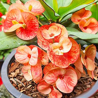 Euphorbia milii "Unicorn" (51)