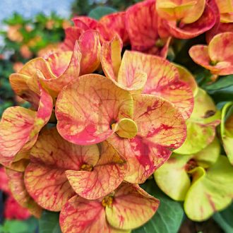 Euphorbia milii "Ing Chan" (A63)
