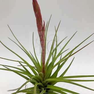 Tillandsia tricolor var. Melanocrater/XL