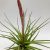 Tillandsia tricolor var. Melanocrater/XL