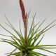 Tillandsia tricolor var. Melanocrater/L-Virággal