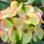 Euphorbia milii "Sook Cha Roen" (A33)