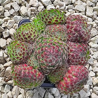 Sempervivum sp.-Kövirózsa