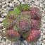 Sempervivum sp.-Kövirózsa