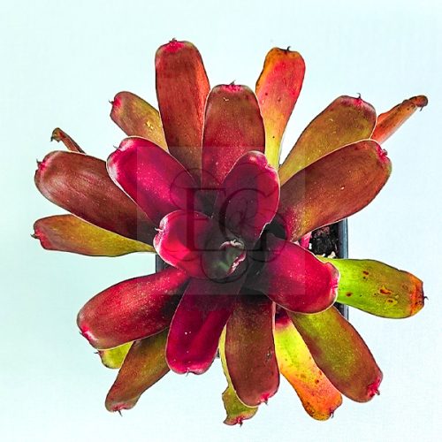 Neoregelia Fireball