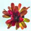 Neoregelia Fireball