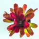 Neoregelia Fireball
