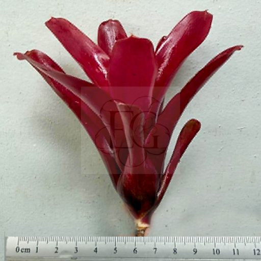 Neoregelia Fireball