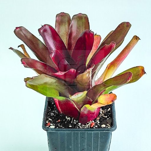 Neoregelia Fireball