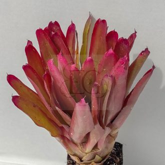 Neoregelia Shell Dance 