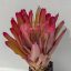 Neoregelia Shell Dance 