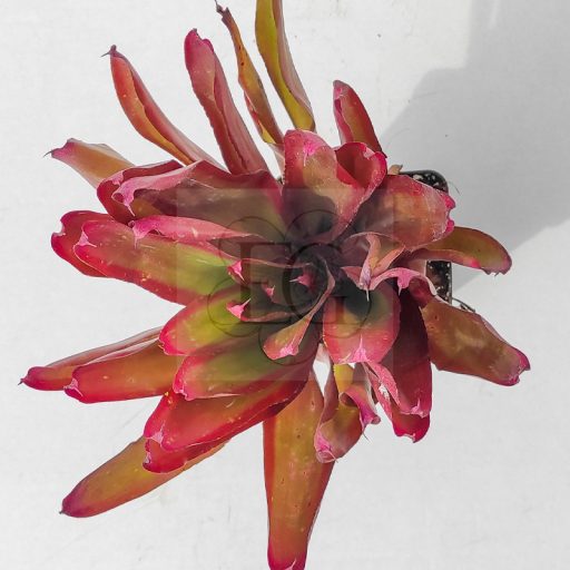 Neoregelia Shell Dance 
