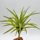 Tillandsia Neglecta Green 