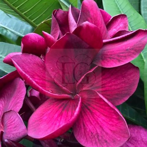 Plumeria rubra "Ebony Rose" (NUI)