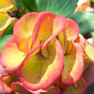 Euphorbia milii "Thong Mark" (A59)