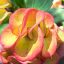 Euphorbia milii "Thong Mark" (A59)