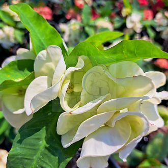 Euphorbia milii "White Hybrid" (A47)