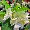 Euphorbia milii "White Hybrid" (A47)