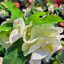 Euphorbia milii "White Hybrid" (A47)
