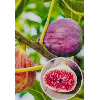 Ficus carica/Füge "Dauphine" 