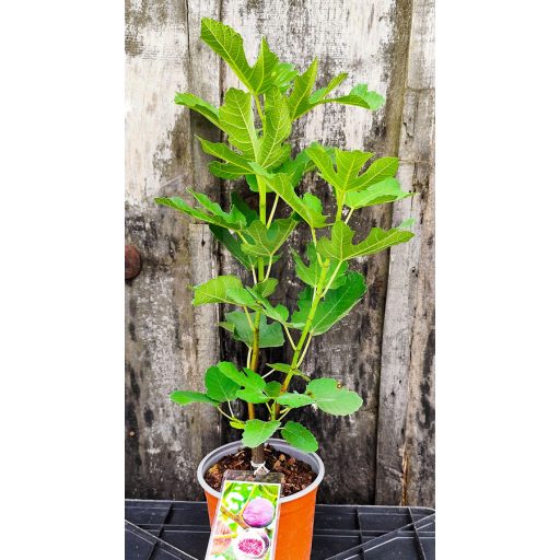 Ficus carica/Füge "Dauphine" 