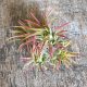 Tillandsia Ionantha var. Rubra Peach & Baby