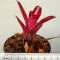 Neoregelia Ruby Throuch