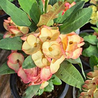 Euphorbia milii "Moonlit" (95)