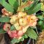 Euphorbia milii "Moonlit" (95)