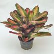 Neoregelia Happy Feeling
