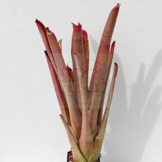 Neoregelia Qenta Rubra