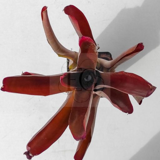 Neoregelia Qenta Rubra