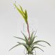 Tillandsia Fresnilloensis