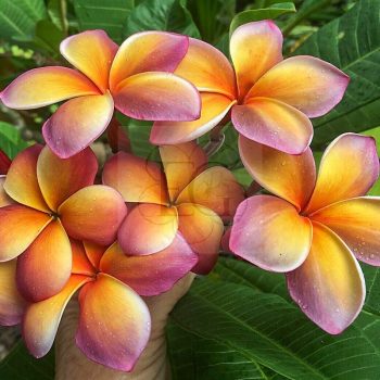 Plumeria rubra "Musk Rainbow aka George Brown" Plumeria rubra "Musk Rainbow aka George Brown"