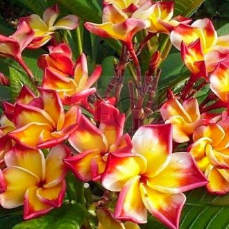 Plumeria rubra "Nui Delight" (NUI)