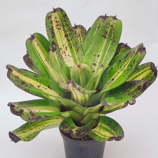 Neoregelia Inkwell var.