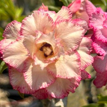 Adenium obesum "New variegated" Adenium obesum "New variegated"