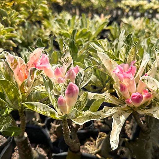Adenium obesum "New variegated"