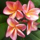 Plumeria rubra "Dulcemia aka Orange 60" JJ