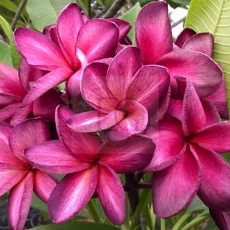 Plumeria rubra "Queen of the Night" (NUI)