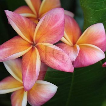 Plumeria rubra "WhirlWind" Plumeria rubra "WhirlWind"