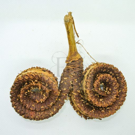 Borassus/Kosszarv