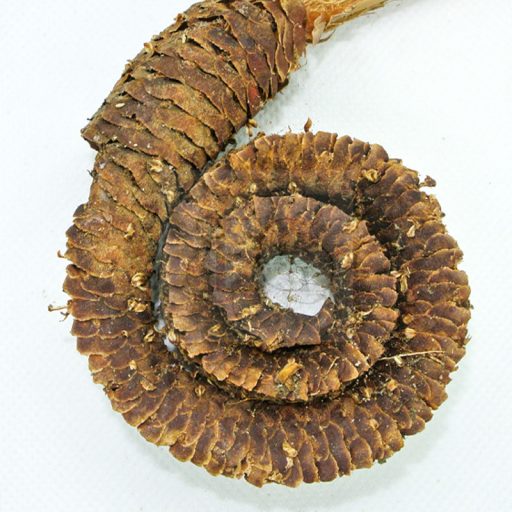 Borassus/Kosszarv