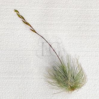 Tillandsia Argantea var. Fuchsii Gracilis