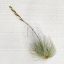 Tillandsia Argantea var. Fuchsii Gracilis