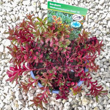 Sedum weihenstephaner-Gold Sedum weihenstephaner-Gold