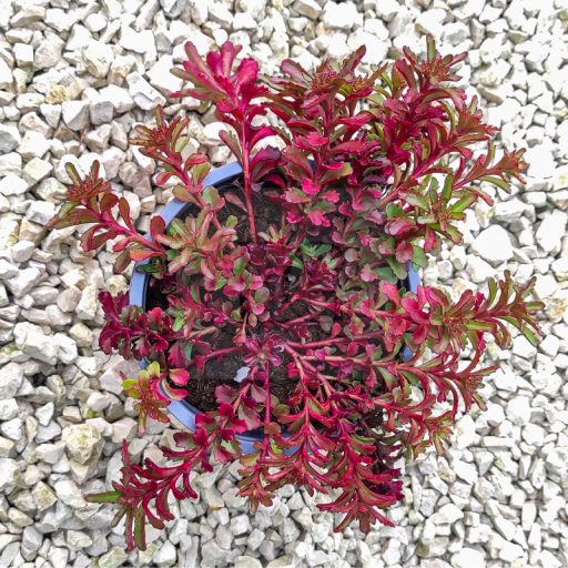 Sedum weihenstephaner-Gold