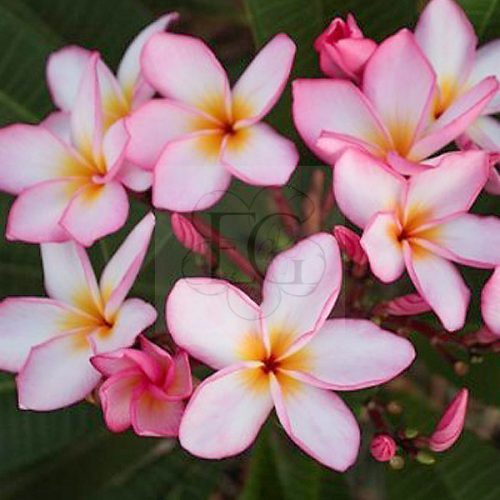 Plumeria rubra "Chompoo See Nuan"