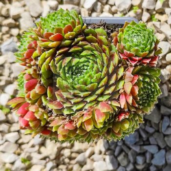 Sempervivum sp.60-Kövirózsa Sempervivum sp.60-Kövirózsa
